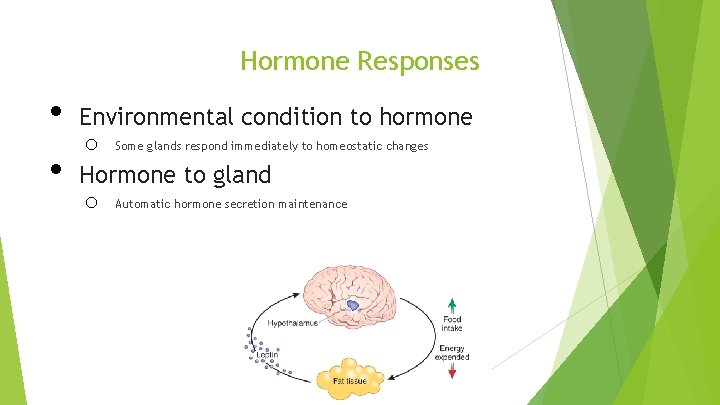 Hormone Responses • • Environmental condition to hormone o Some glands respond immediately to