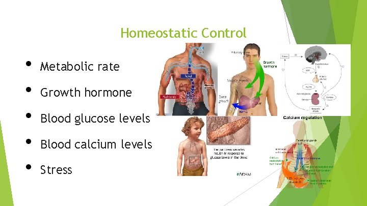 Homeostatic Control • • • Metabolic rate Growth hormone Blood glucose levels Blood calcium