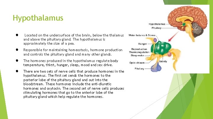 Hypothalamus ● Located on the undersurface of the brain, below the thalamus and above