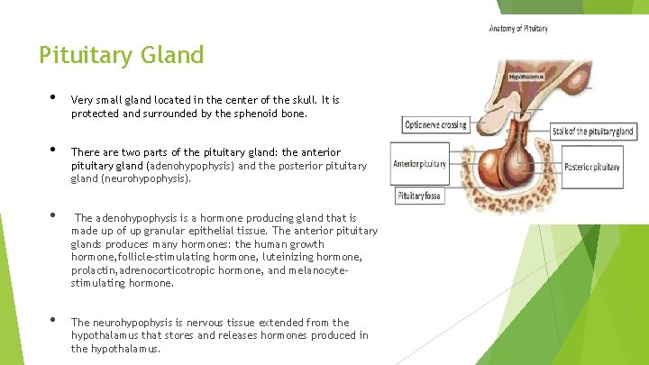 Pituitary Gland • • Very small gland located in the center of the skull.