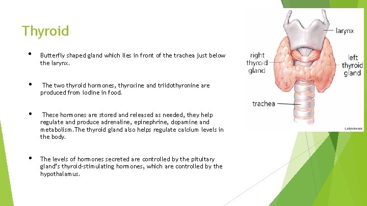 Thyroid • Butterfly shaped gland which lies in front of the trachea just below