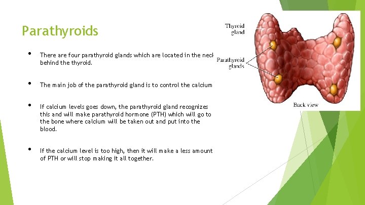 Parathyroids • • There are four parathyroid glands which are located in the neck