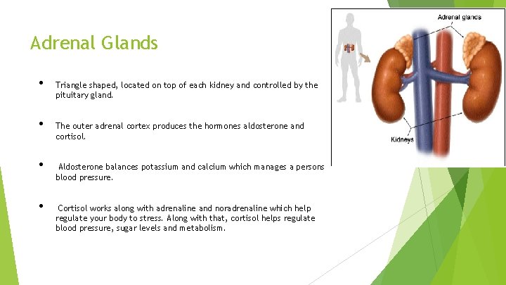 Adrenal Glands • • Triangle shaped, located on top of each kidney and controlled