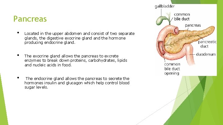 Pancreas • • • Located in the upper abdomen and consist of two separate