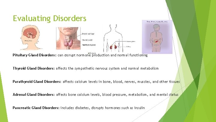 Evaluating Disorders Pituitary Gland Disorders: can disrupt hormone production and normal functioning Thyroid Gland