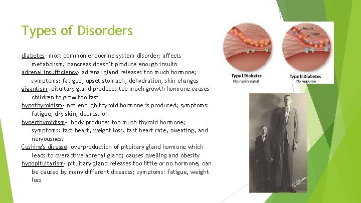 Types of Disorders diabetes- most common endocrine system disorder; affects metabolism; pancreas doesn’t produce