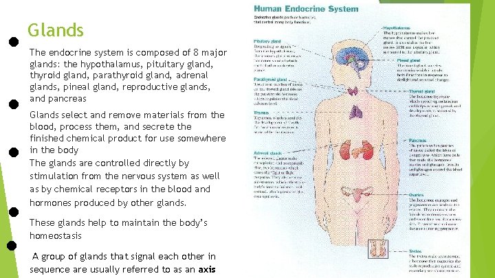  • • • Glands The endocrine system is composed of 8 major glands: