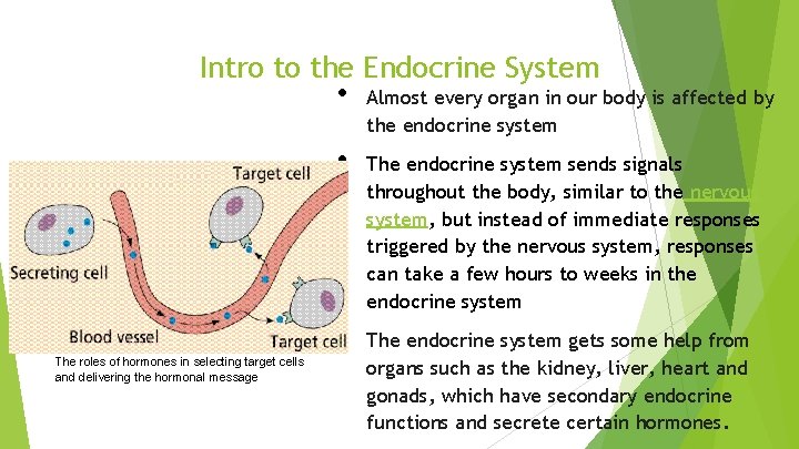 Intro to the Endocrine System • • • The roles of hormones in selecting