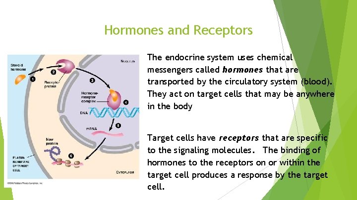 Hormones and Receptors • • The endocrine system uses chemical messengers called hormones that