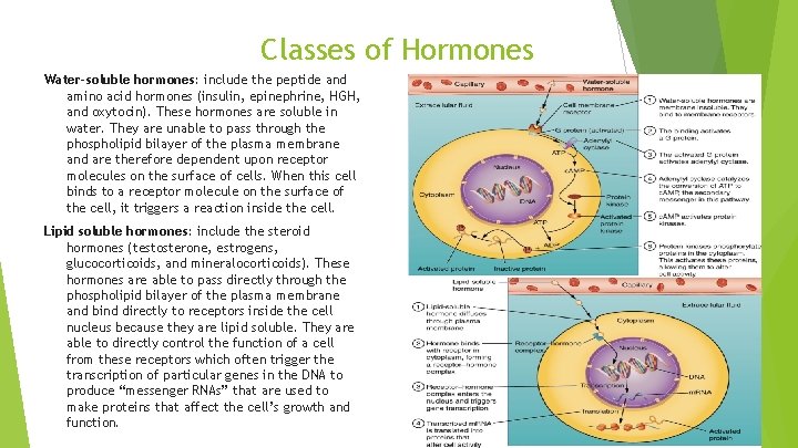 Classes of Hormones Water-soluble hormones: include the peptide and amino acid hormones (insulin, epinephrine,