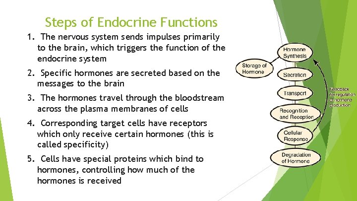 Steps of Endocrine Functions 1. The nervous system sends impulses primarily to the brain,