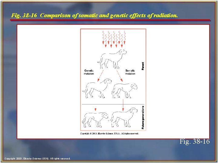 Fig. 38 -16 Comparison of somatic and genetic effects of radiation. Fig. 38 -16