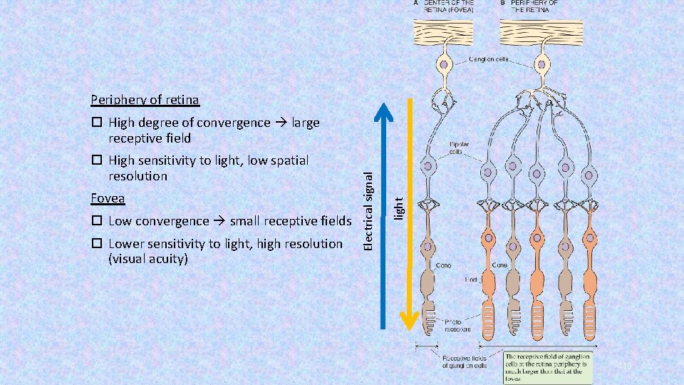 Periphery of retina Fovea Low convergence small receptive fields Lower sensitivity to light, high