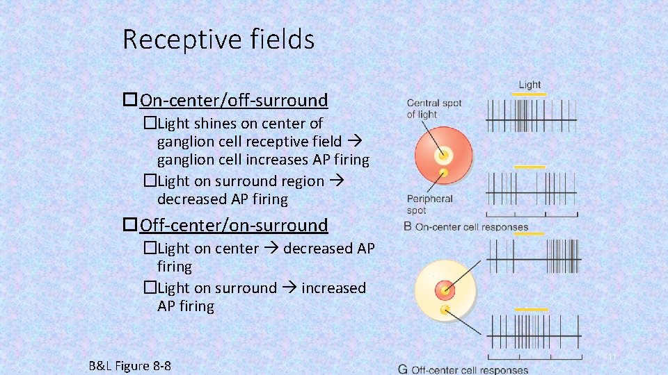 Receptive fields On-center/off-surround �Light shines on center of ganglion cell receptive field ganglion cell