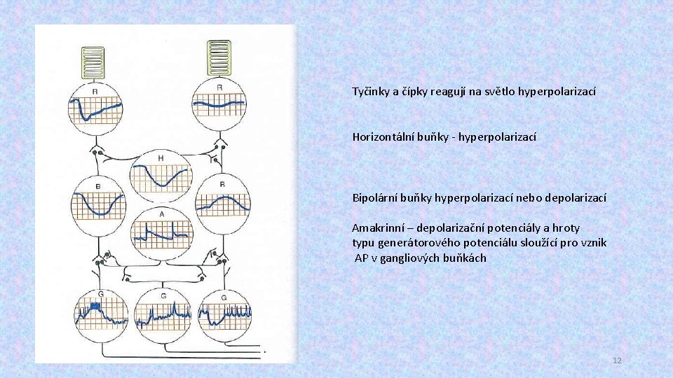 Tyčinky a čípky reagují na světlo hyperpolarizací Horizontální buňky - hyperpolarizací Bipolární buňky hyperpolarizací