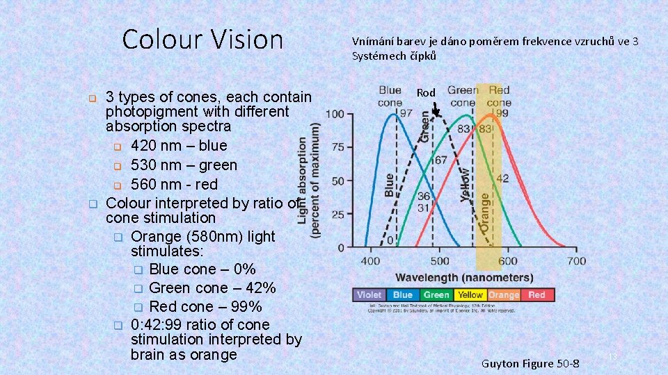 Colour Vision q q 3 types of cones, each contain photopigment with different absorption