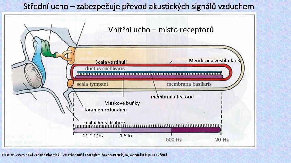 Střední ucho – zabezpečuje převod akustických signálů vzduchem Vnitřní ucho – místo receptorů Membrana