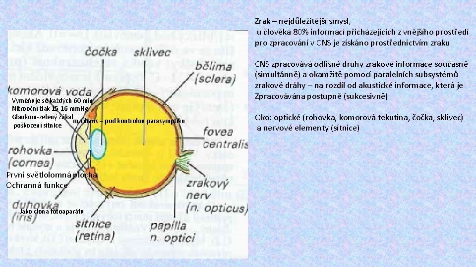 Zrak – nejdůležitější smysl, u člověka 80% informací přicházejících z vnějšího prostředí pro zpracování