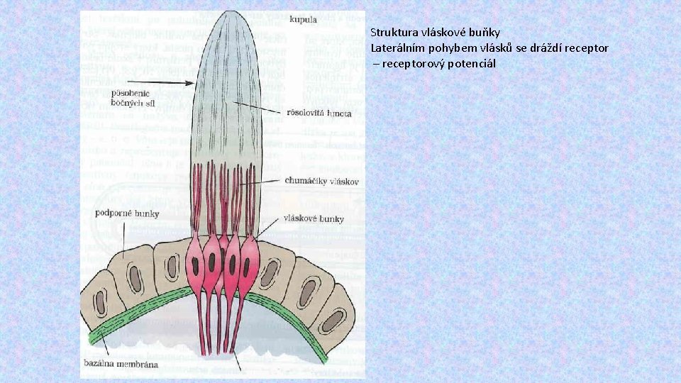 Struktura vláskové buňky Laterálním pohybem vlásků se dráždí receptor – receptorový potenciál 