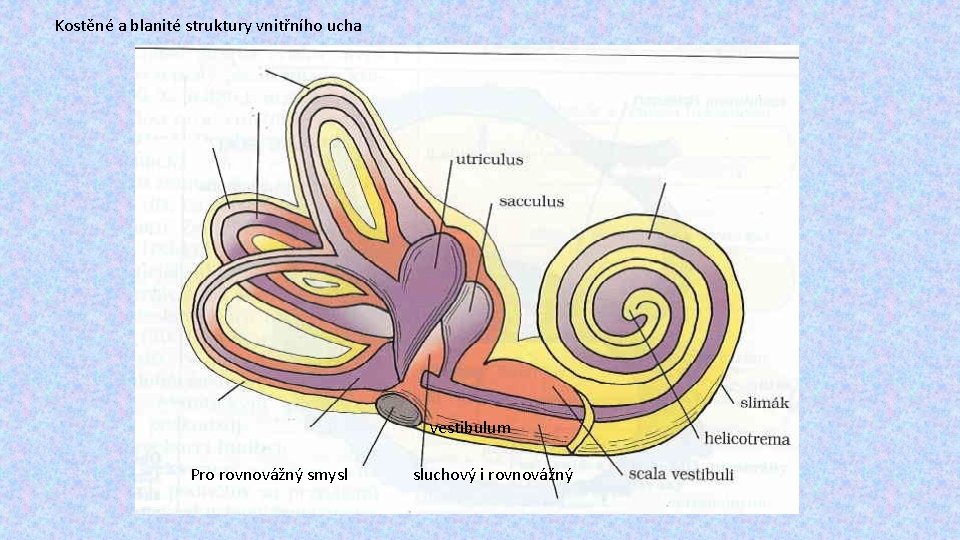 Kostěné a blanité struktury vnitřního ucha vestibulum Pro rovnovážný smysl sluchový i rovnovážný 