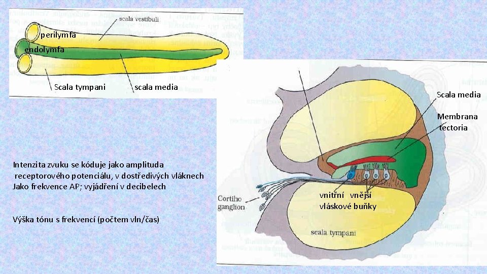 perilymfa endolymfa Scala tympani scala media Scala media Membrana tectoria Intenzita zvuku se kóduje