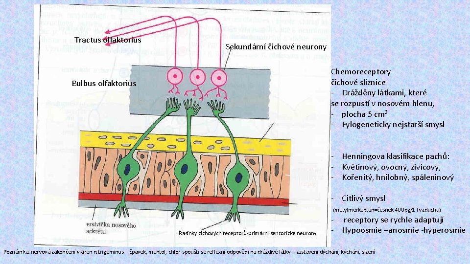 Tractus olfaktorius Sekundární čichové neurony Chemoreceptory čichové sliznice - Drážděny látkami, které se rozpustí