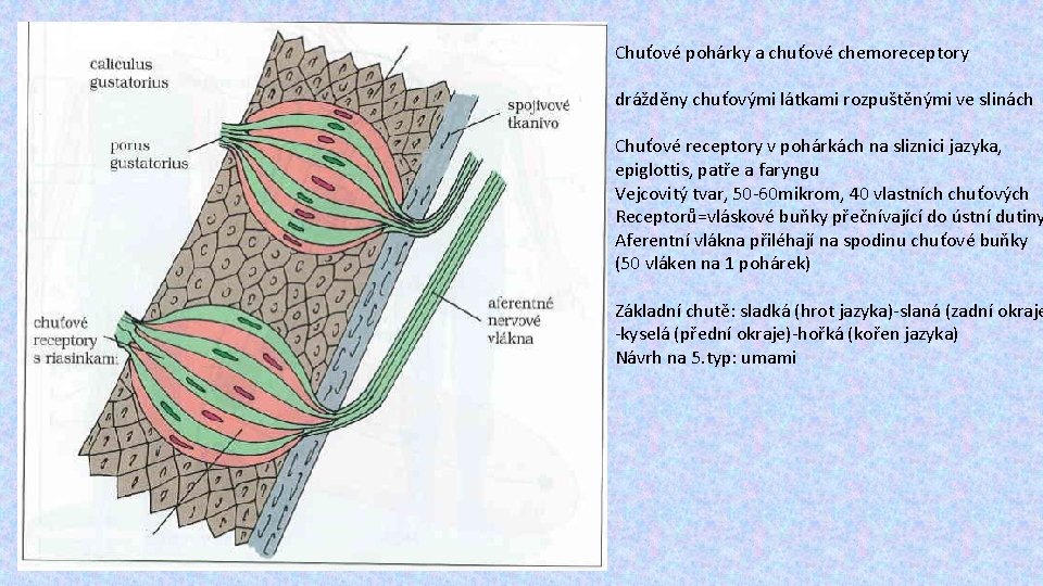 Chuťové pohárky a chuťové chemoreceptory drážděny chuťovými látkami rozpuštěnými ve slinách Chuťové receptory v