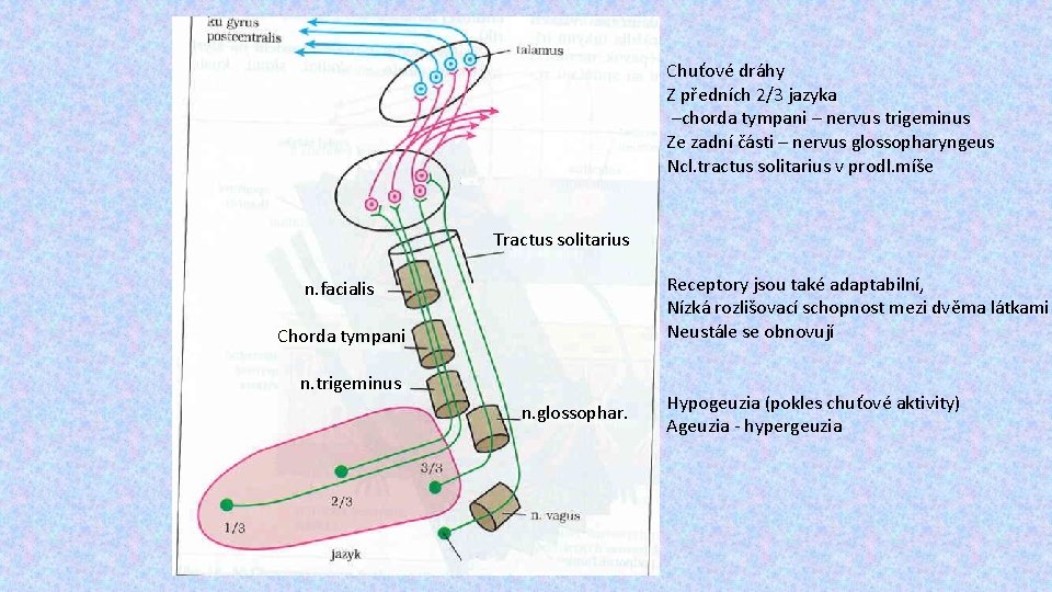 Chuťové dráhy Z předních 2/3 jazyka –chorda tympani – nervus trigeminus Ze zadní části