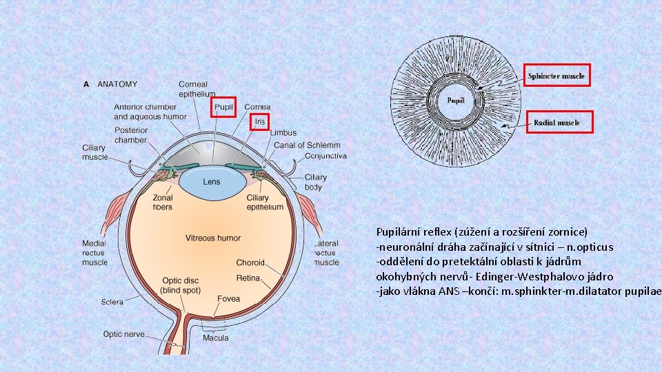 Pupilární reflex (zúžení a rozšíření zornice) -neuronální dráha začínající v sítnici – n. opticus