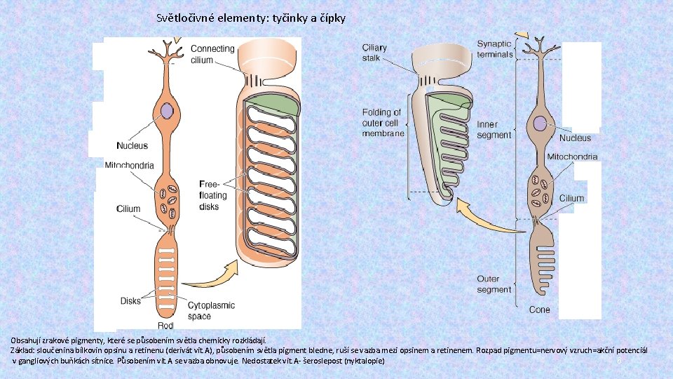 Světločivné elementy: tyčinky a čípky v v Obsahují zrakové pigmenty, které se působením světla