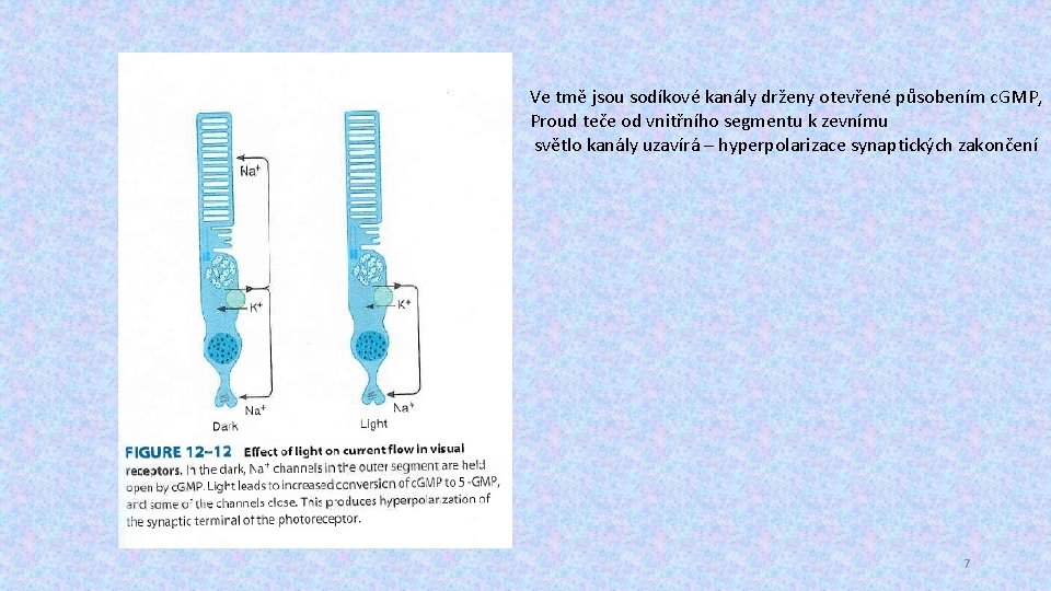Ve tmě jsou sodíkové kanály drženy otevřené působením c. GMP, Proud teče od vnitřního