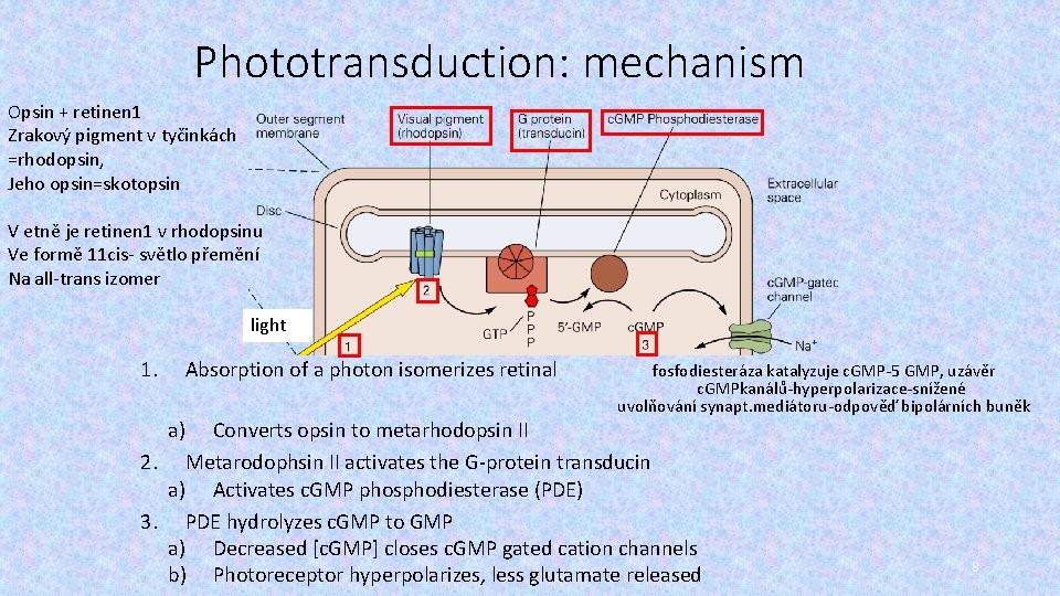 Phototransduction: mechanism Opsin + retinen 1 Zrakový pigment v tyčinkách =rhodopsin, Jeho opsin=skotopsin V