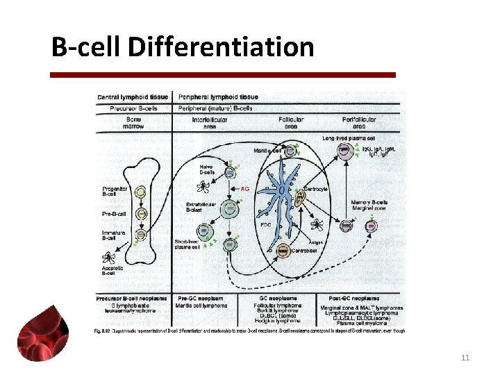 B-cell Differentiation 11 B-cell Differentiation 11
