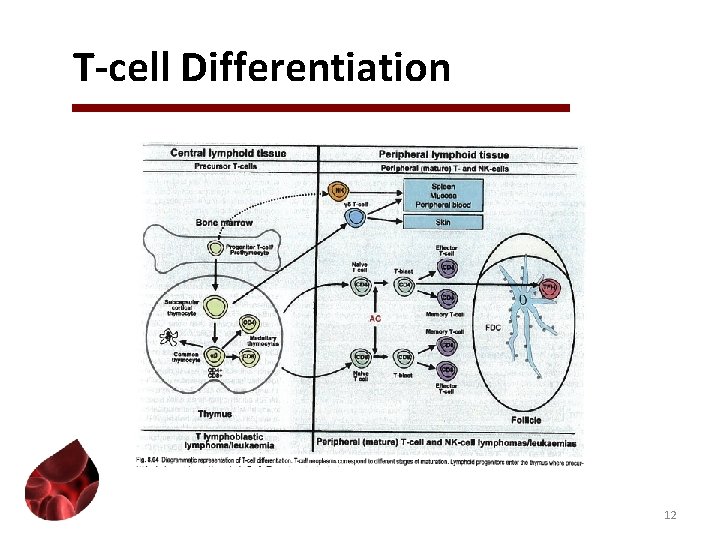 T-cell Differentiation 12 