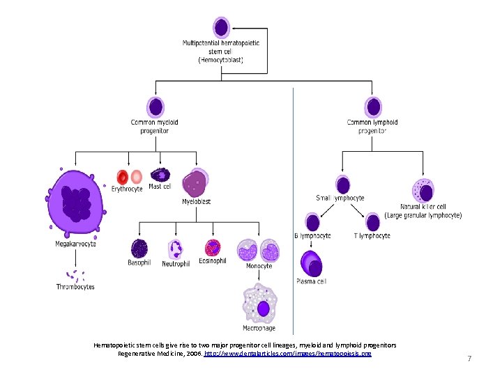 Hematopoietic stem cells give rise to two major progenitor cell lineages, myeloid and lymphoid Hematopoietic stem cells give rise to two major progenitor cell lineages, myeloid and lymphoid