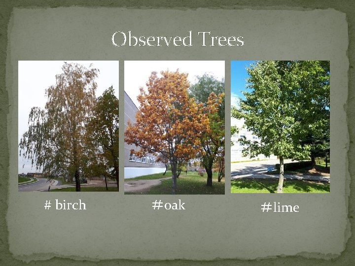 Observed Trees # birch ＃oak ＃lime 