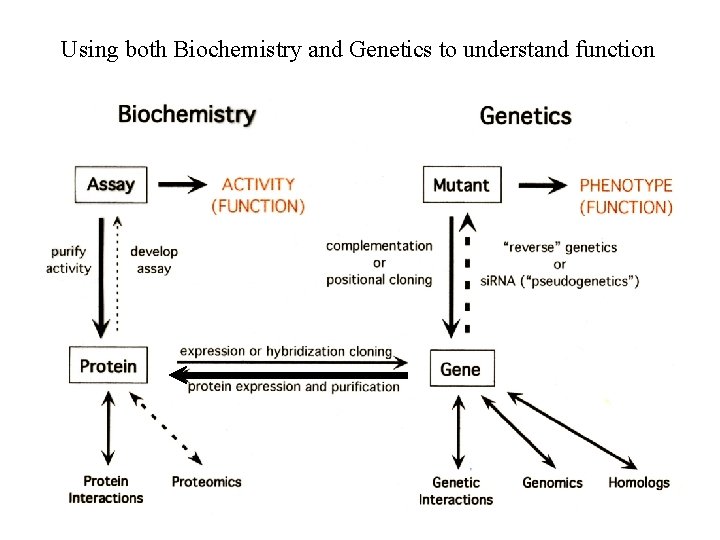 Using both Biochemistry and Genetics to understand function 