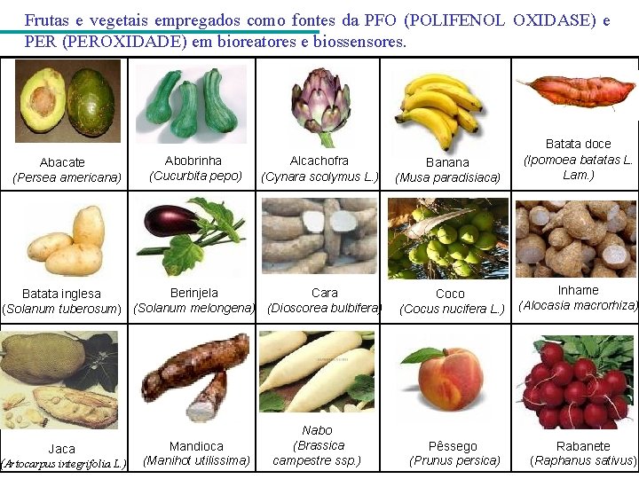 Frutas e vegetais empregados como fontes da PFO (POLIFENOL OXIDASE) e PER (PEROXIDADE) em