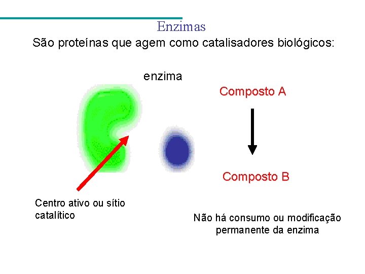 Enzimas São proteínas que agem como catalisadores biológicos: enzima Composto A Composto B Centro