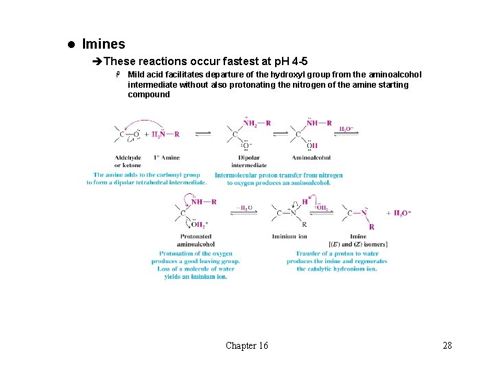 l Imines èThese reactions occur fastest at p. H 4 -5 H Mild acid