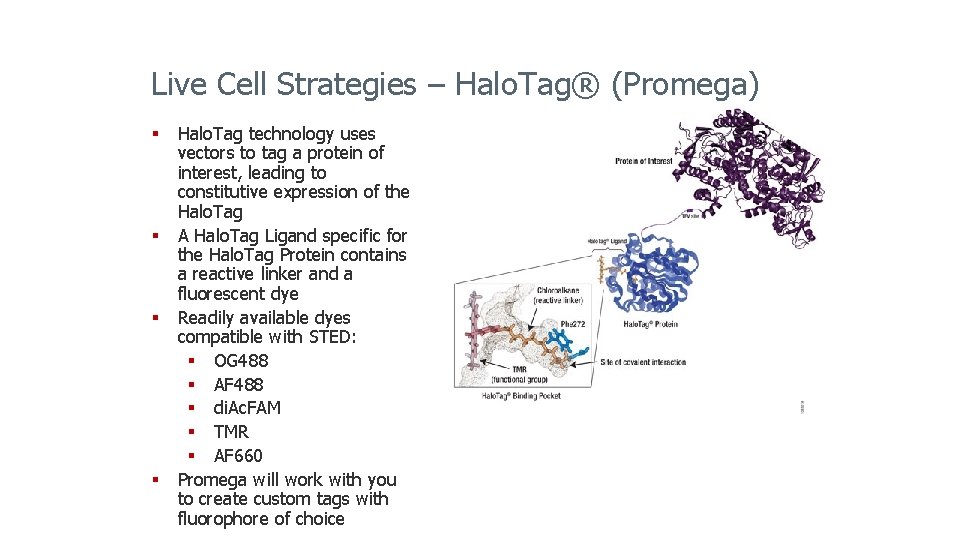 Live Cell Strategies – Halo. Tag® (Promega) § Halo. Tag technology uses vectors to