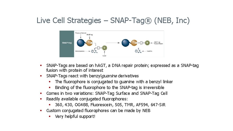 Live Cell Strategies – SNAP-Tag® (NEB, Inc) § SNAP-Tags are based on h. AGT,