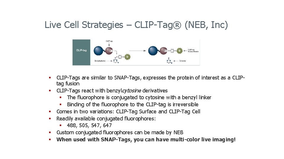 Live Cell Strategies – CLIP-Tag® (NEB, Inc) § CLIP-Tags are similar to SNAP-Tags, expresses