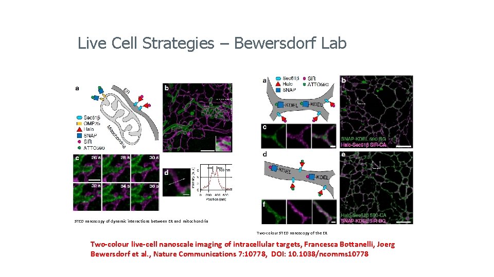 Live Cell Strategies – Bewersdorf Lab STED nanoscopy of dynamic interactions between ER and