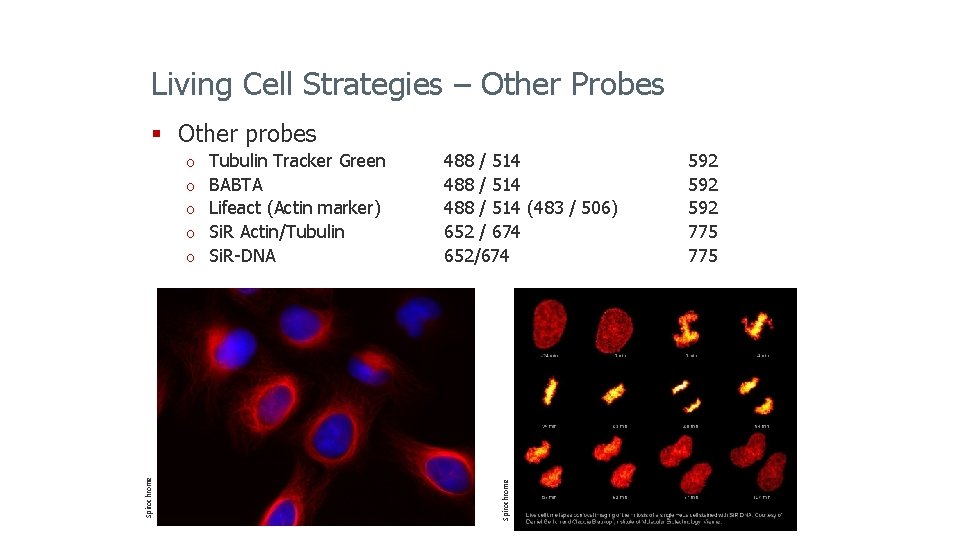 Living Cell Strategies – Other Probes § Other probes o o o Spirochrome o