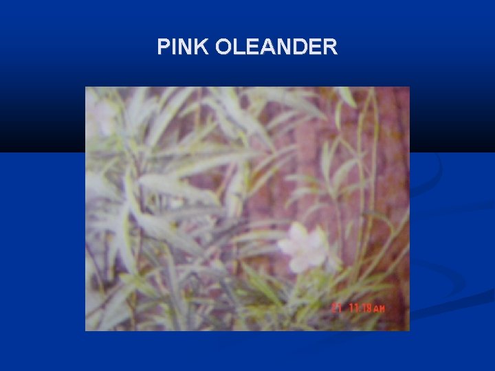 PINK OLEANDER 