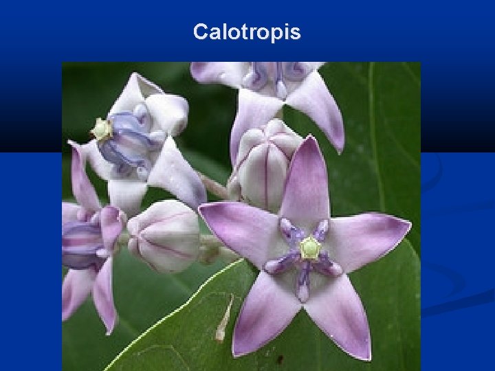 Calotropis 