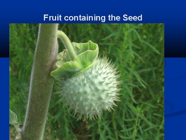 Fruit containing the Seed 