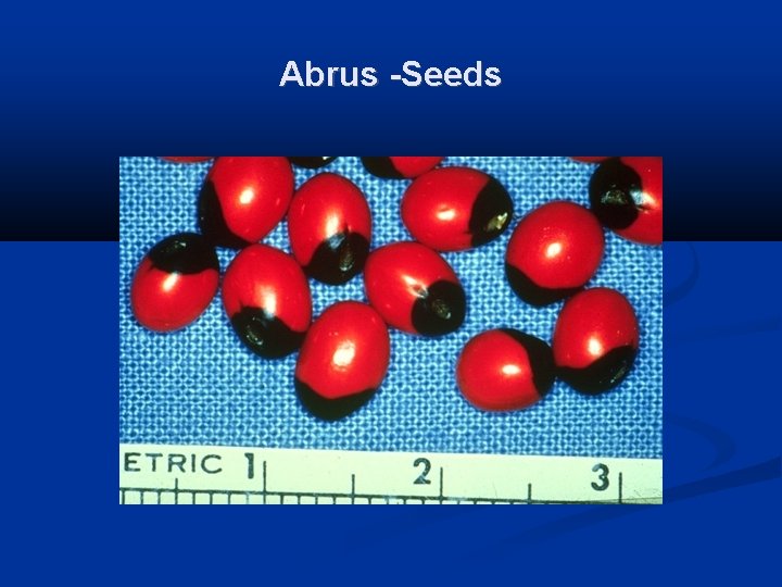 Abrus -Seeds 