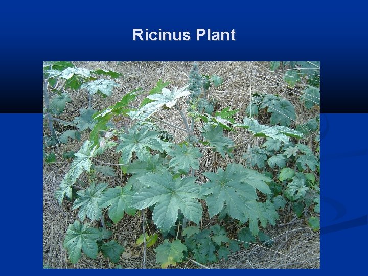 Ricinus Plant 